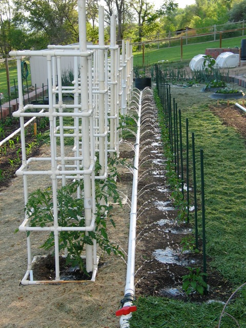 How to Build your Own PVC Tomato Cage Ignorance is Bliss